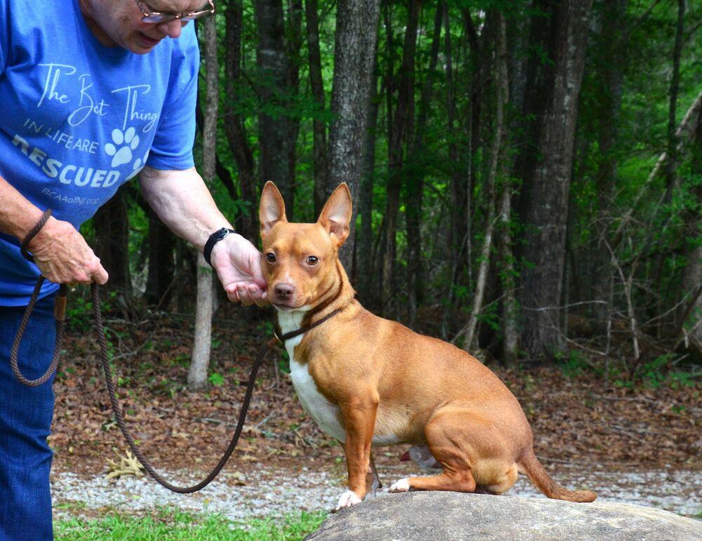 Charlie, a Adoptable mixed breed in Willingboro, NJ image 3/6
