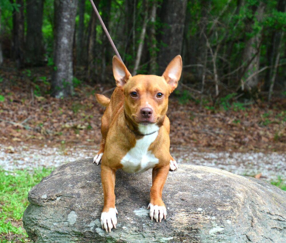 Charlie, a Adoptable mixed breed in Willingboro, NJ image 4/6