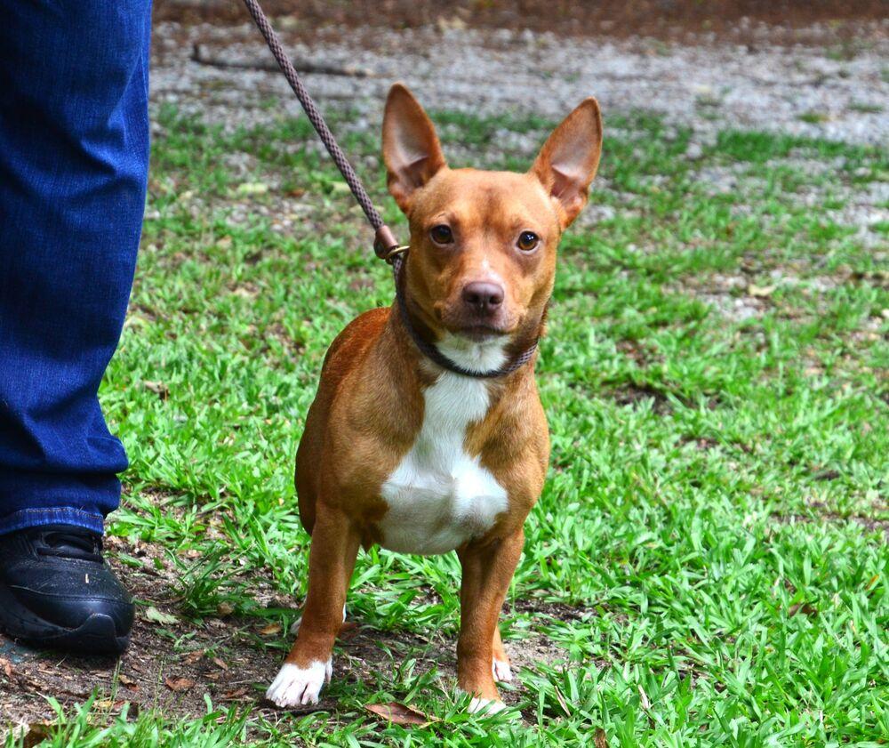 Charlie, a Adoptable mixed breed in Willingboro, NJ image 5/6