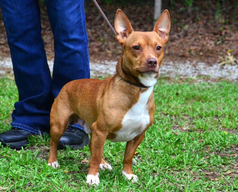 Charlie, a Adoptable mixed breed in Willingboro, NJ image 6/6