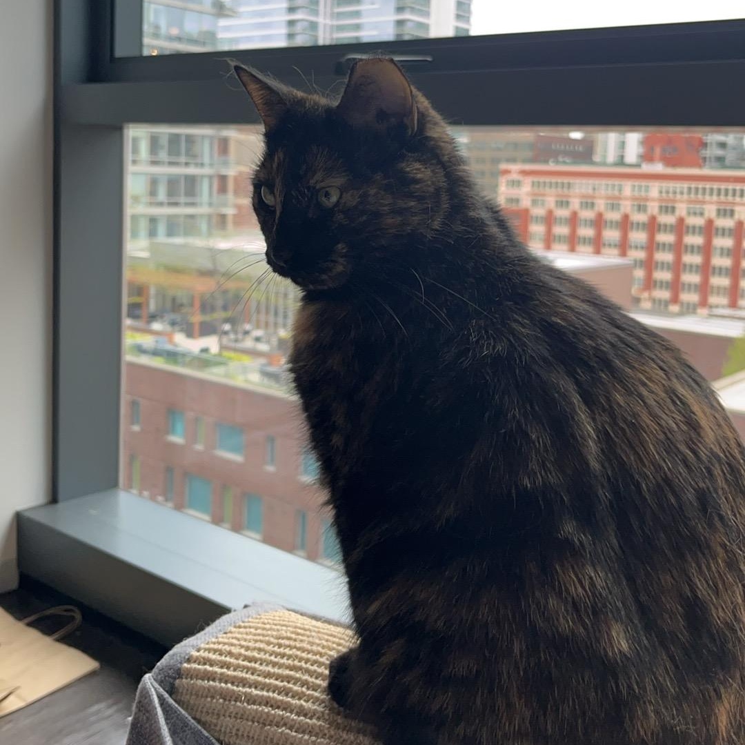 Enlarge Tamala, a Adoptable mixed breed in Chicago, IL image 3/3