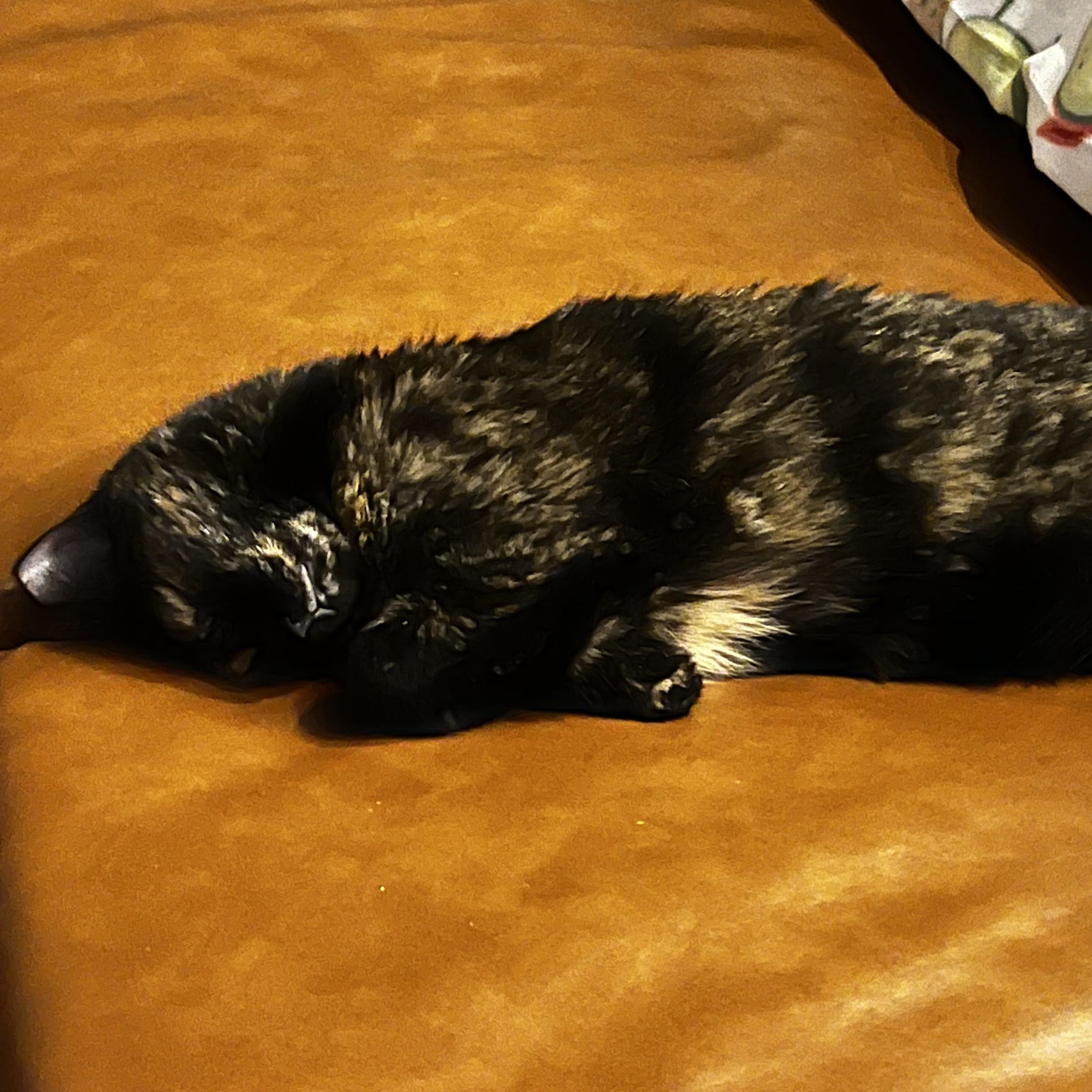 Enlarge Tamala, a Adoptable mixed breed in Chicago, IL image 2/3