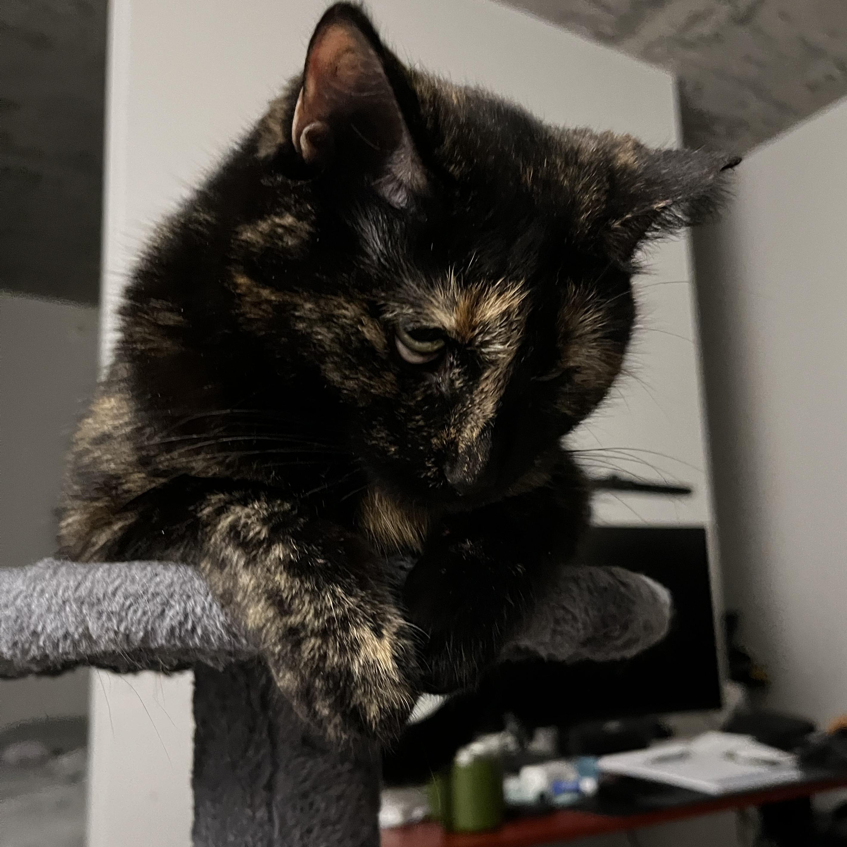 Enlarge Tamala, a Adoptable mixed breed in Chicago, IL image 1/3