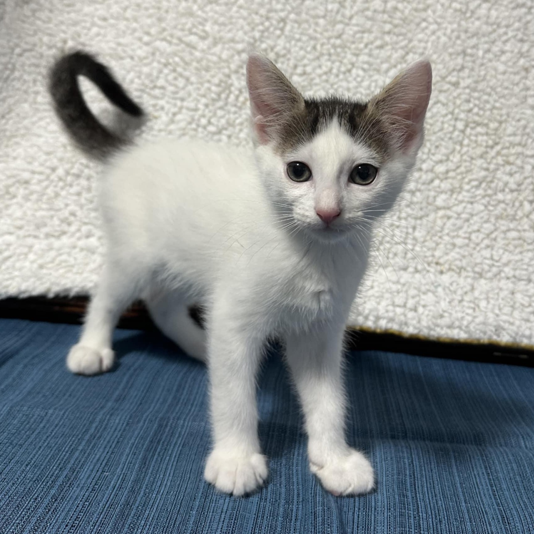 Pre-Adoption: Tut, Baby Male unknown