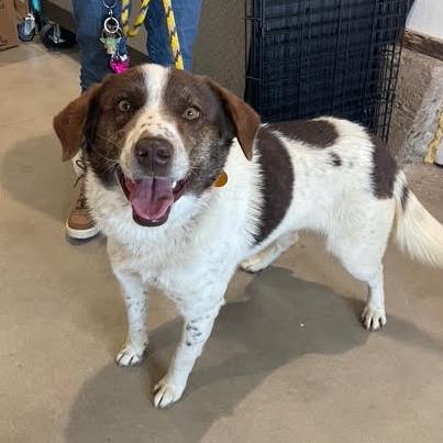 Fletcher, Adoptable, Young Male Mixed Breed.
