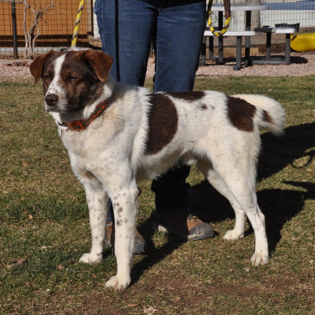 Enlarge Fletcher, a Adoptable Mixed Breed in Prescott, AZ image 2/6