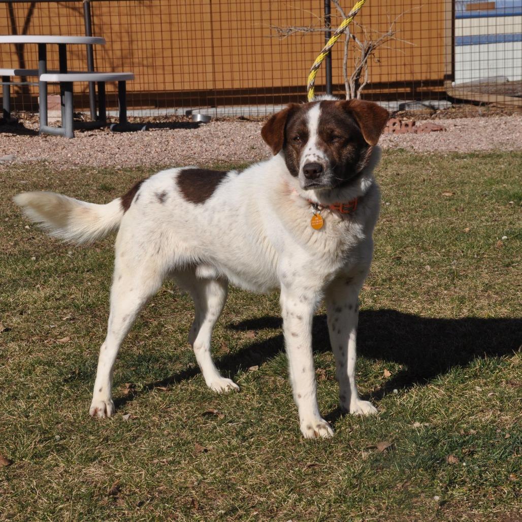 Enlarge Fletcher, a Adoptable Mixed Breed in Prescott, AZ image 3/6