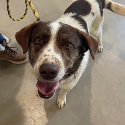 Enlarge Fletcher, a Adoptable Mixed Breed in Prescott, AZ image 4/6