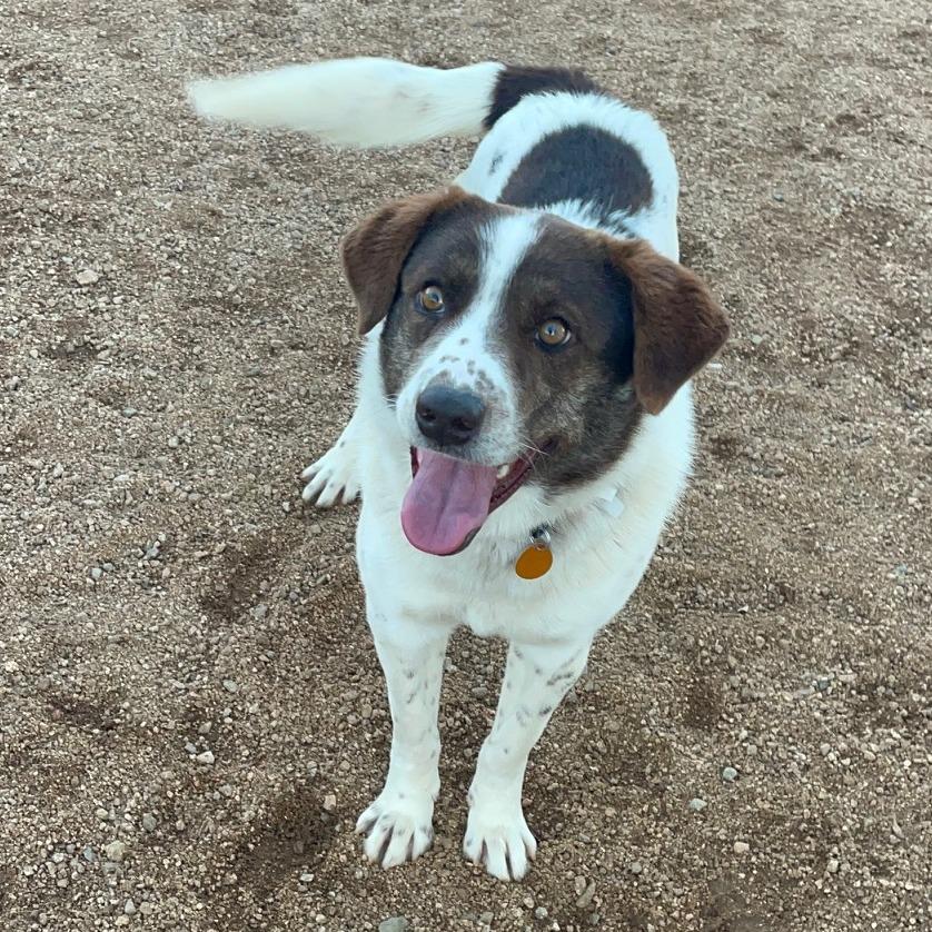 Enlarge Fletcher, a Adoptable Mixed Breed in Prescott, AZ image 5/6