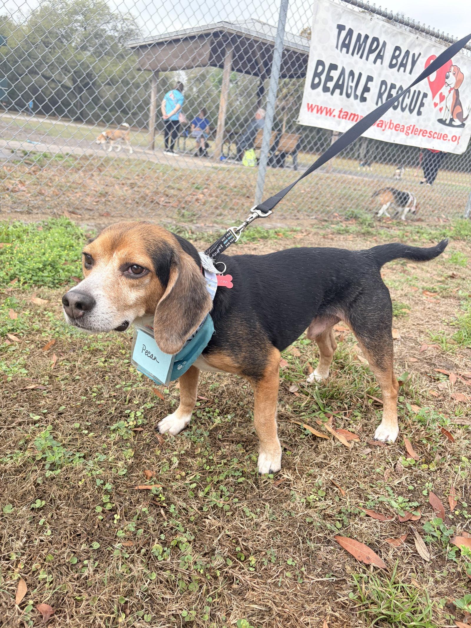 Enlarge Pecan, a Adopted Beagle in Tampa, FL image 1/3
