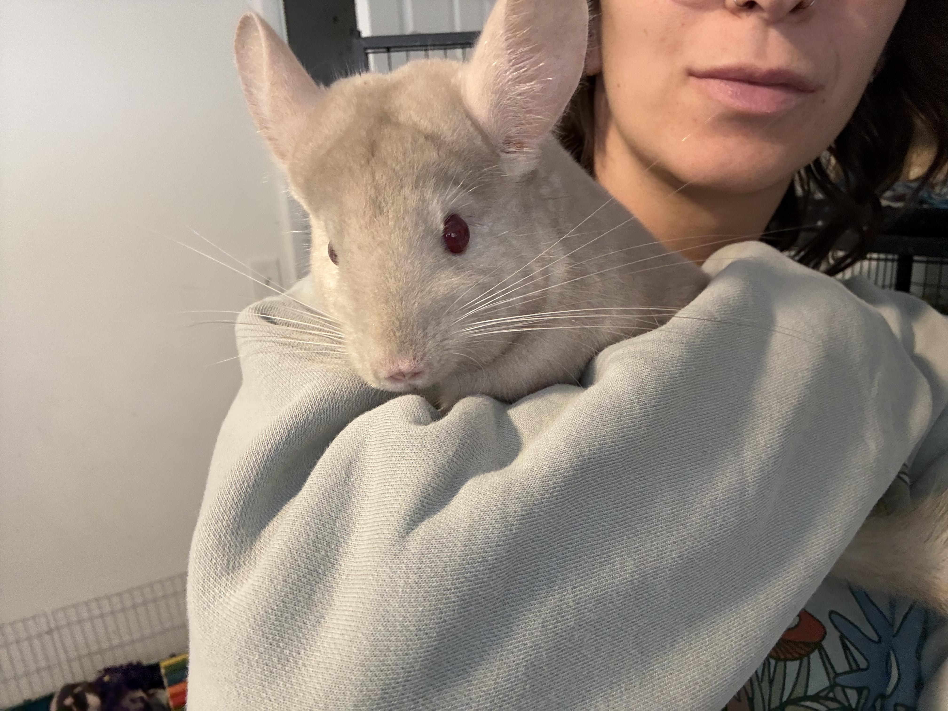 Tofu, adopted, Adult Male Chinchilla.