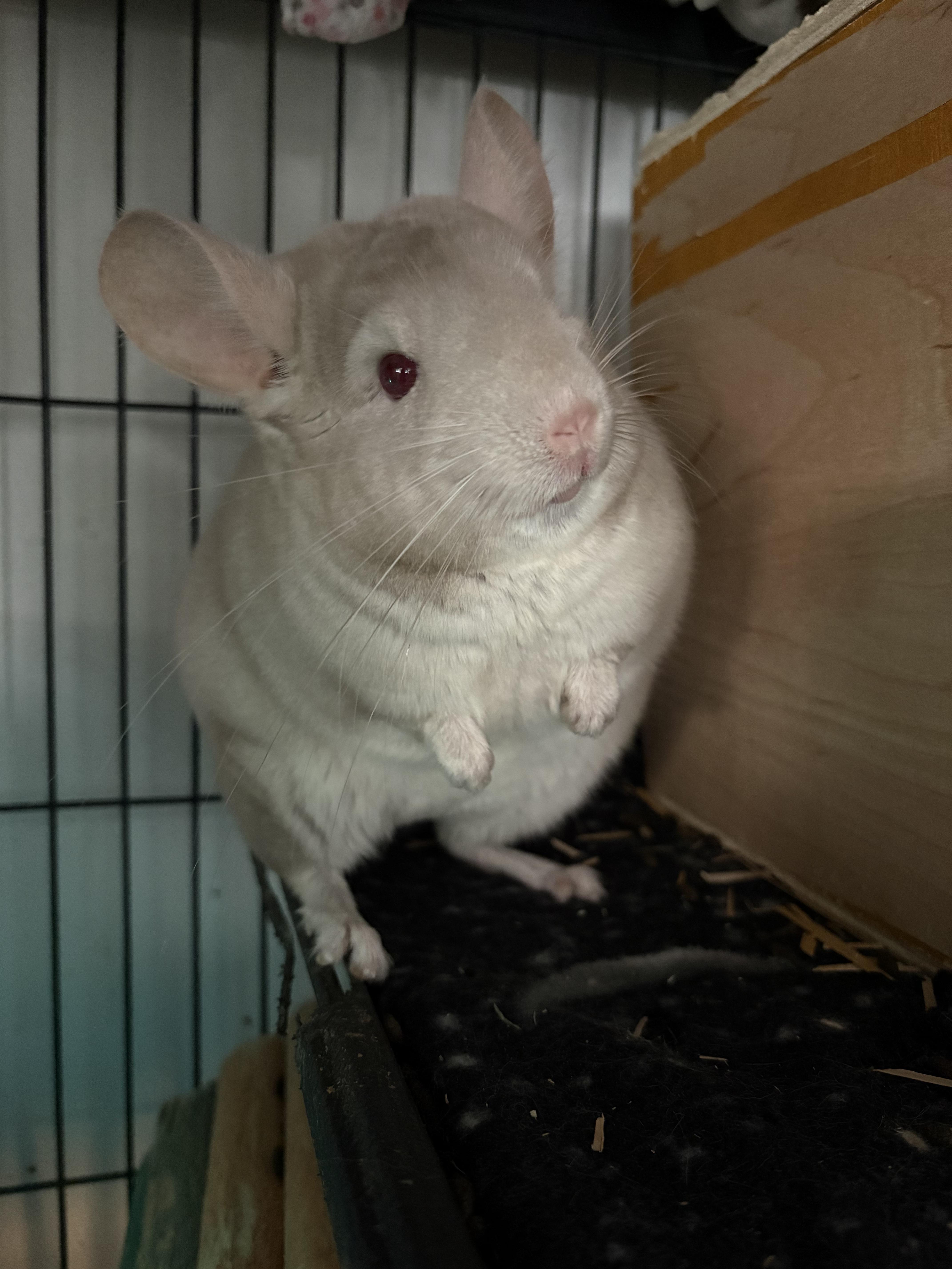 Enlarge Tofu, an adopted Chinchilla in Grand Rapids, MI image 2/3