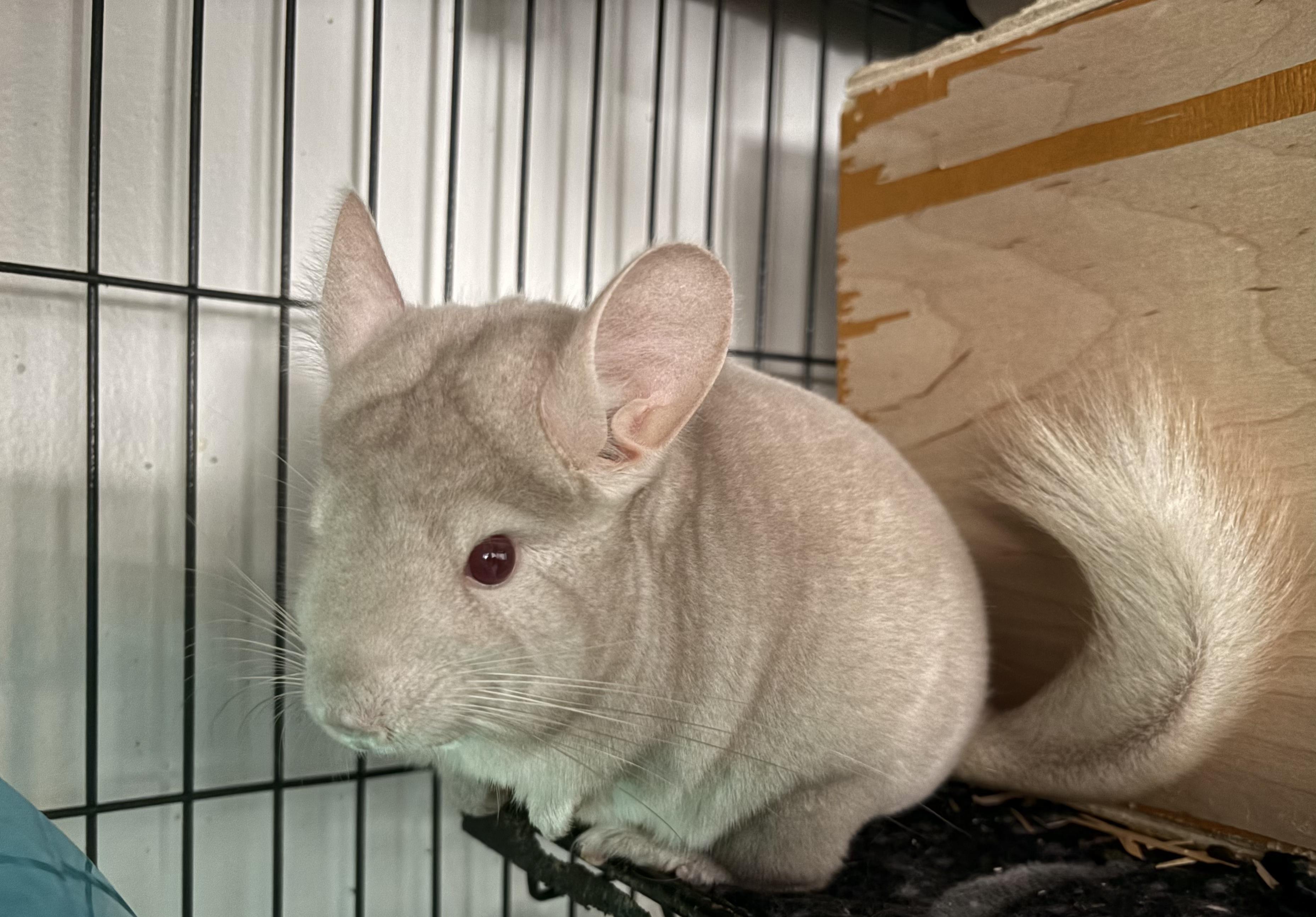 Enlarge Tofu, an adopted Chinchilla in Grand Rapids, MI image 3/3