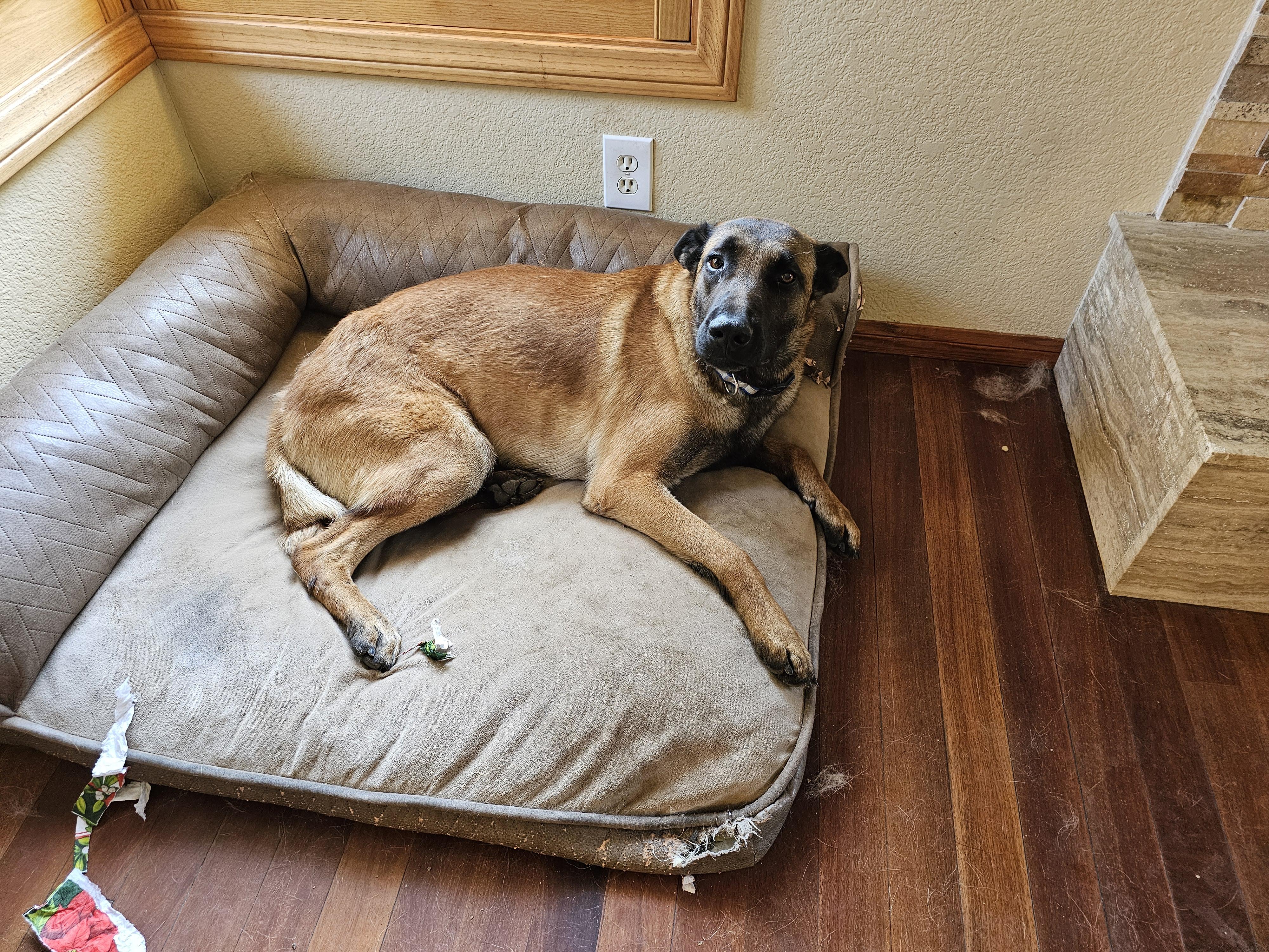 Pretzel, Adopted, Adult Male Belgian Shepherd / Malinois.
