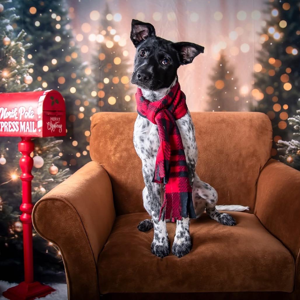 True Freedom, Adoptable, Puppy Male Shepherd.