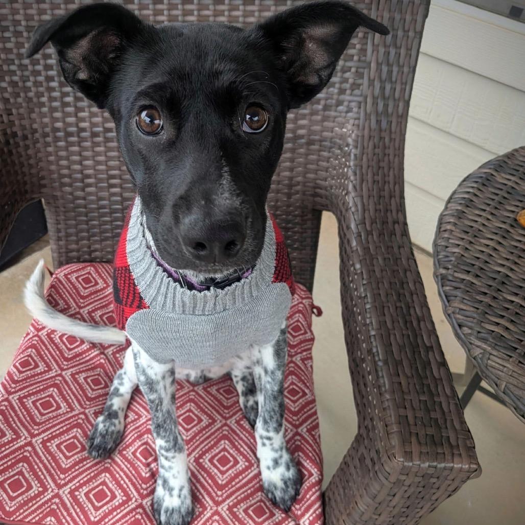 True Freedom, Adoptable, Puppy Male Shepherd.