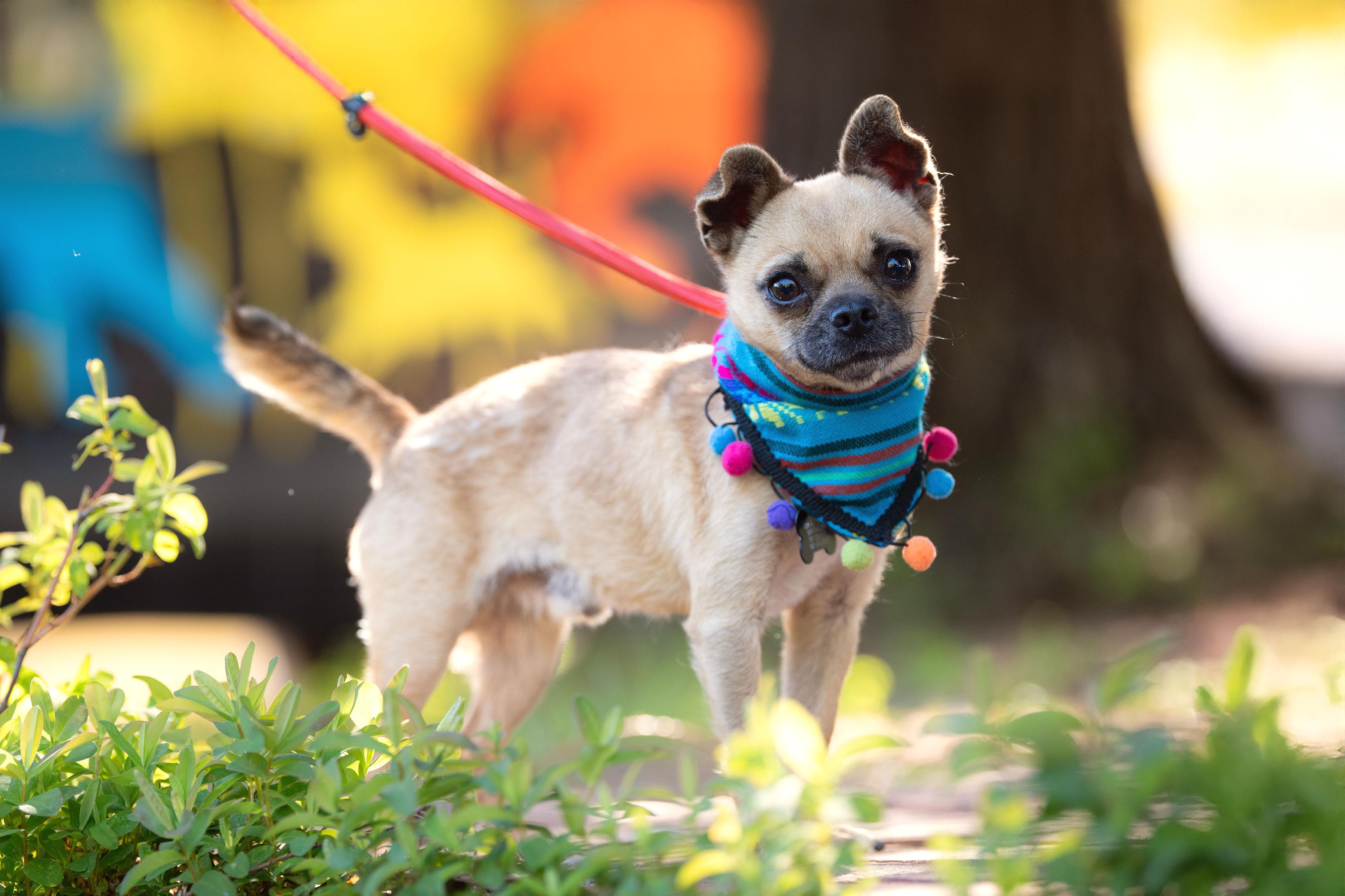 Fernandito, an adopted mixed breed in Santa Rosa, CA image 3/5