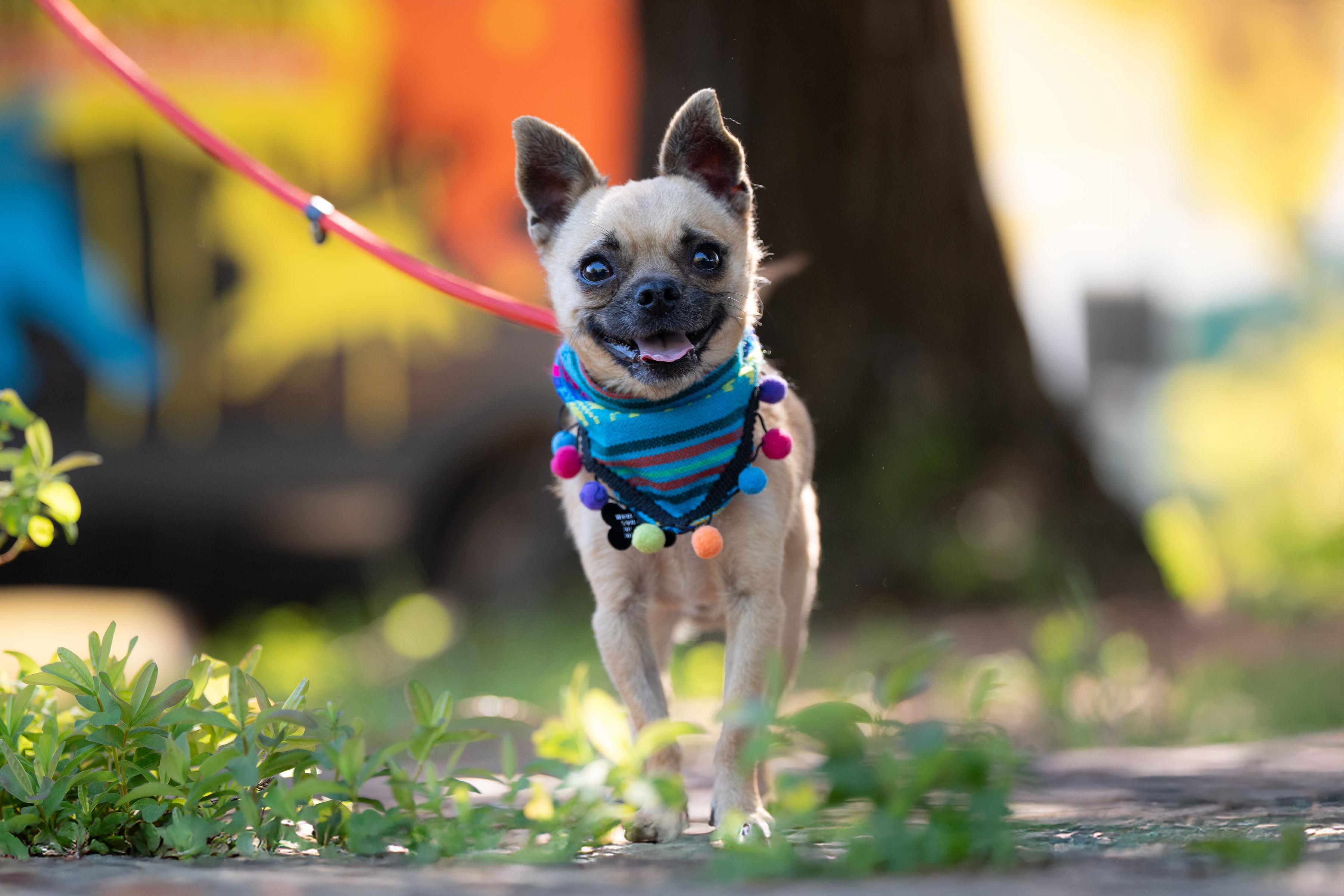 Fernandito, adopted, Young Male Chihuahua.