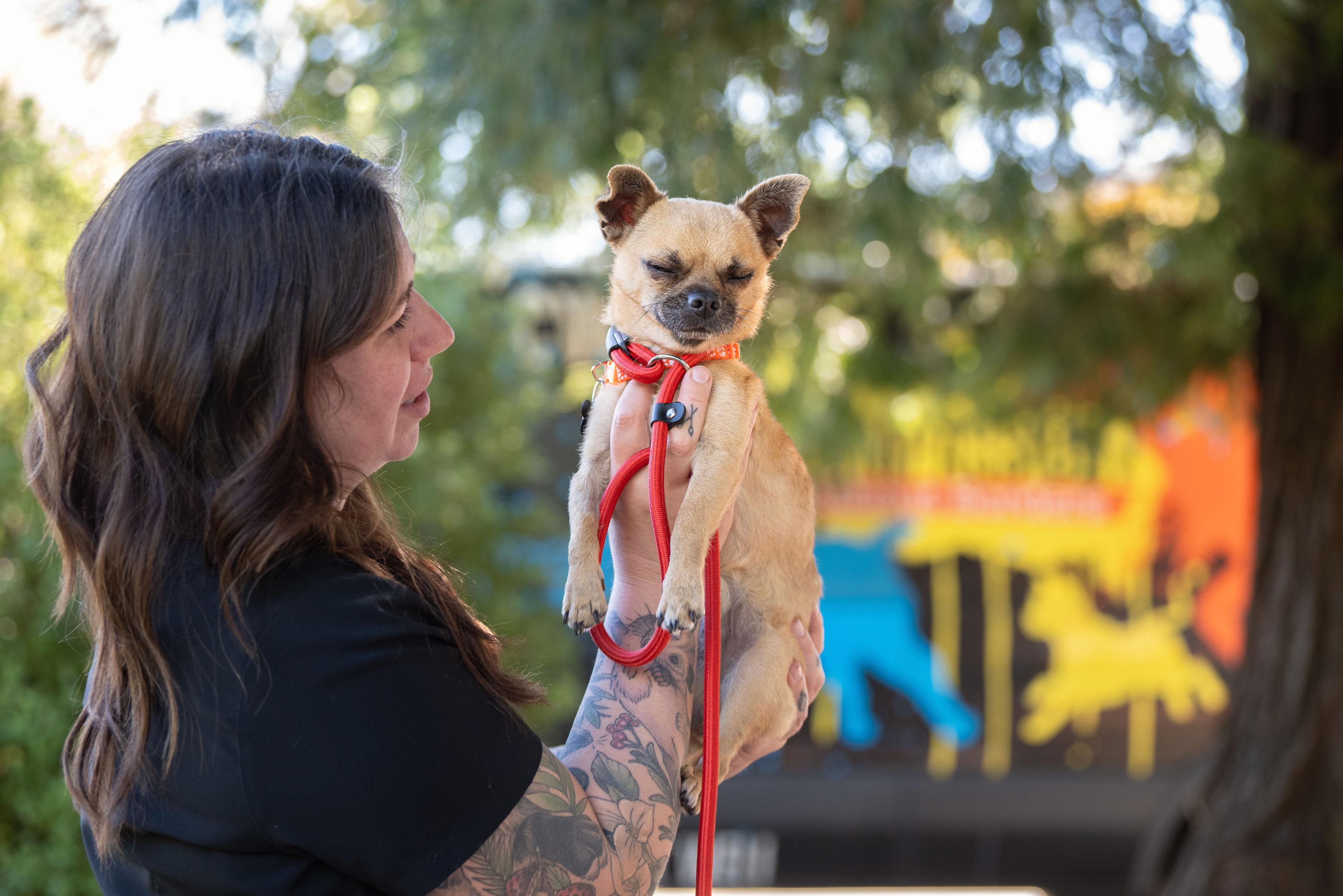Fernandito, an adopted mixed breed in Santa Rosa, CA image 4/5