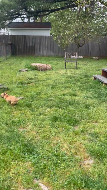 Enlarge Fernandito, an adopted mixed breed in Santa Rosa, CA video 5/5