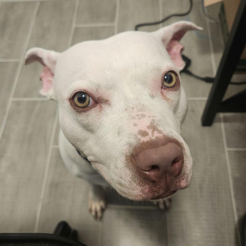 Annie, Adoptable, Adult Female Pit Bull Terrier.