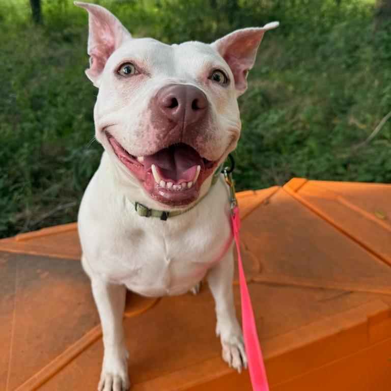 Annie, a Adoptable Pit Bull Terrier in Bentonville, AR image 2/5