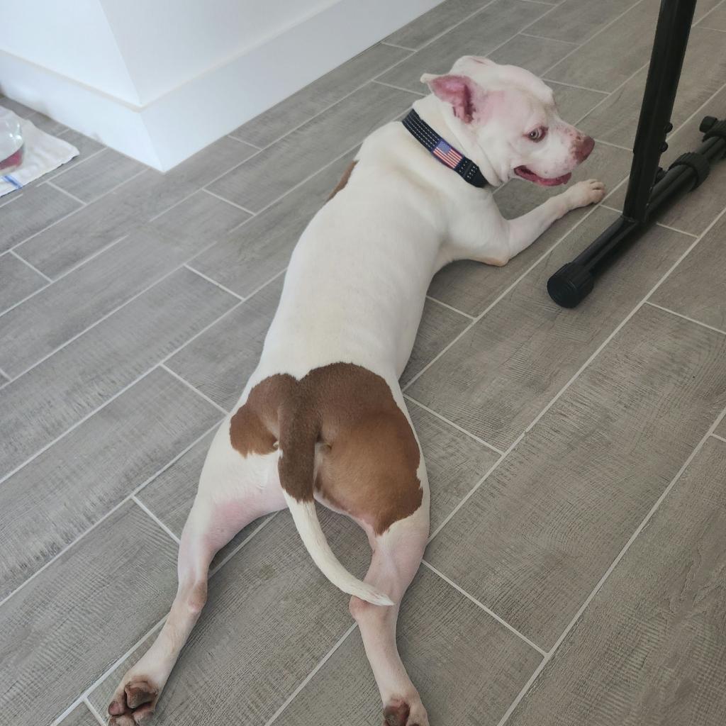 Annie, a Adoptable Pit Bull Terrier in Bentonville, AR image 3/5