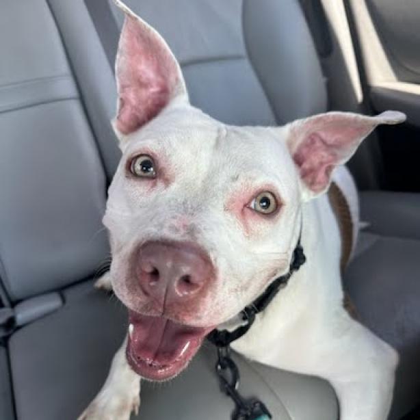 Annie, a Adoptable Pit Bull Terrier in Bentonville, AR image 4/5