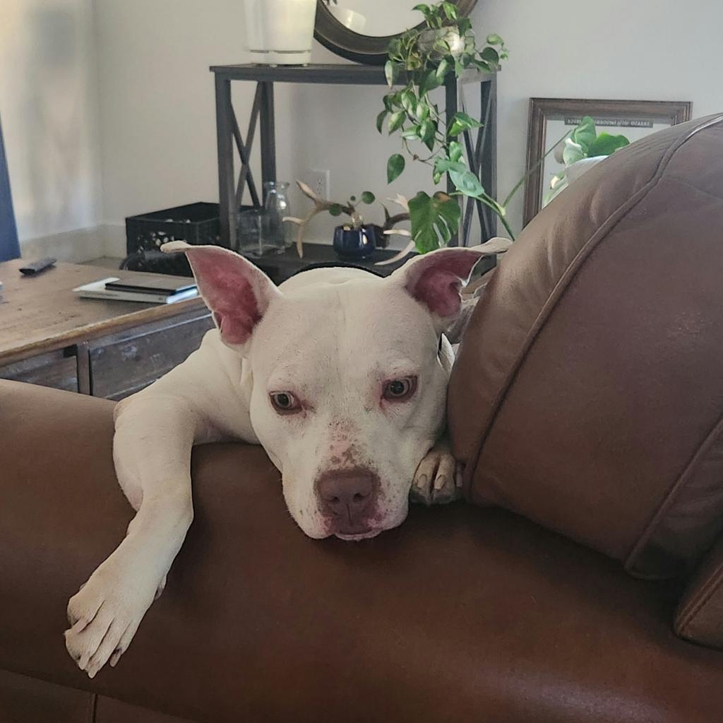 Annie, a Adoptable Pit Bull Terrier in Bentonville, AR image 5/5