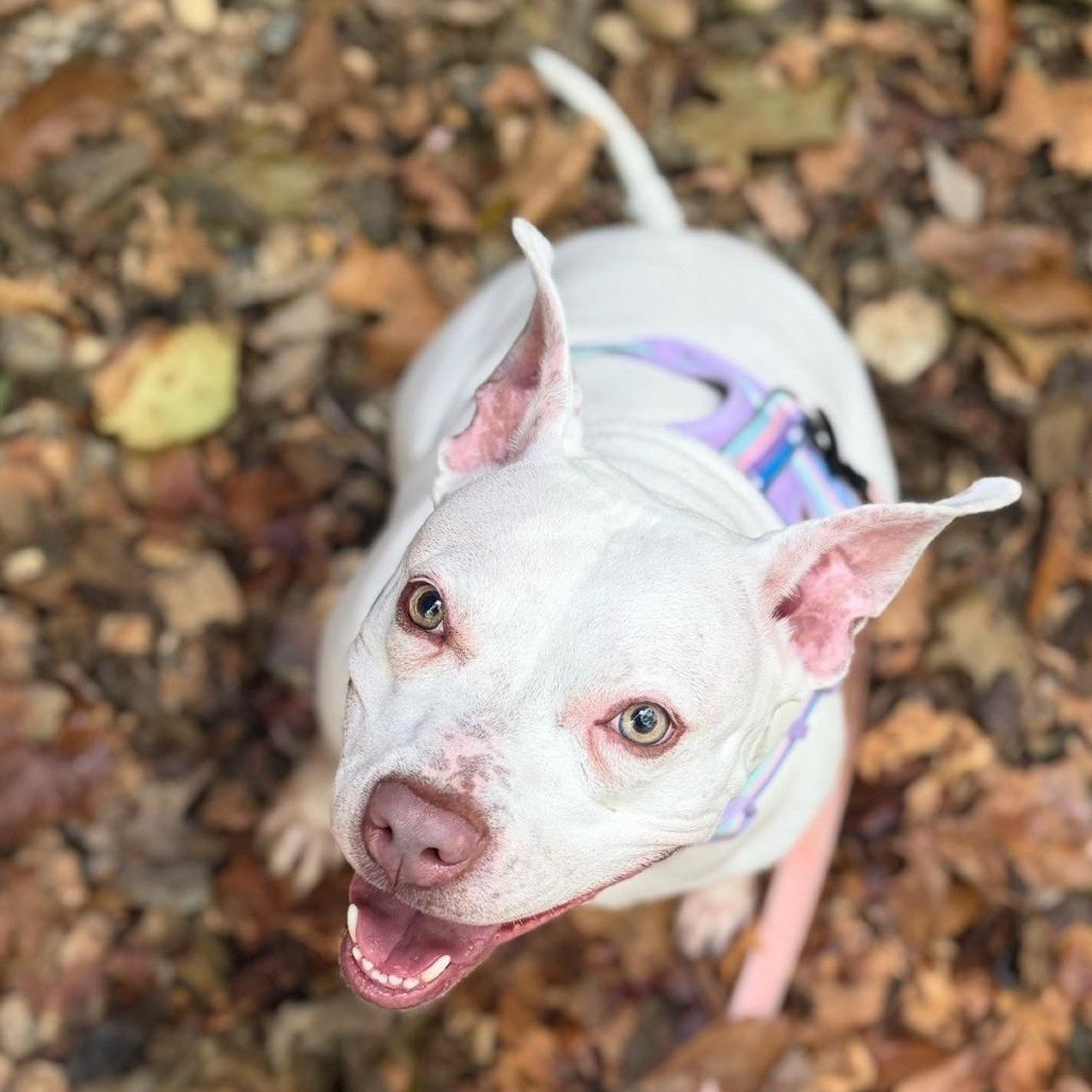 Enlarge Annie, a Adoptable Pit Bull Terrier in Bentonville, AR image 5/6
