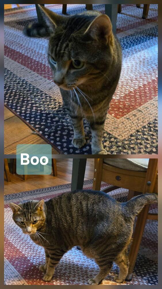 Charlie, a Adoptable Domestic Short Hair in Salisbury, NC image 2/3