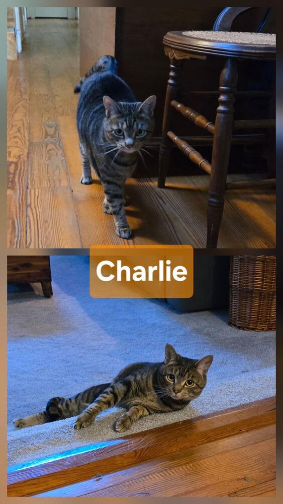 Charlie, a Adoptable Domestic Short Hair in Salisbury, NC image 3/3
