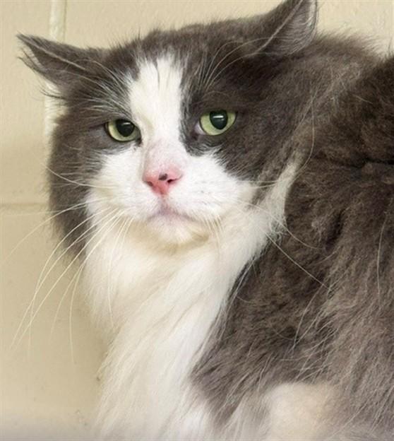 NIMBUS, Adoptable, Adult Male Domestic Medium Hair & Domestic Short Hair.