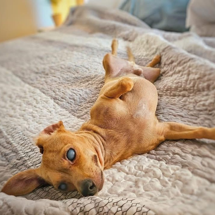 H A R P Y, a ADOPTABLE mixed breed in Abbotsford, BC image 2/4