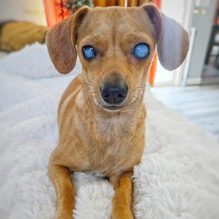 H A R P Y, a ADOPTABLE mixed breed in Abbotsford, BC image 4/4