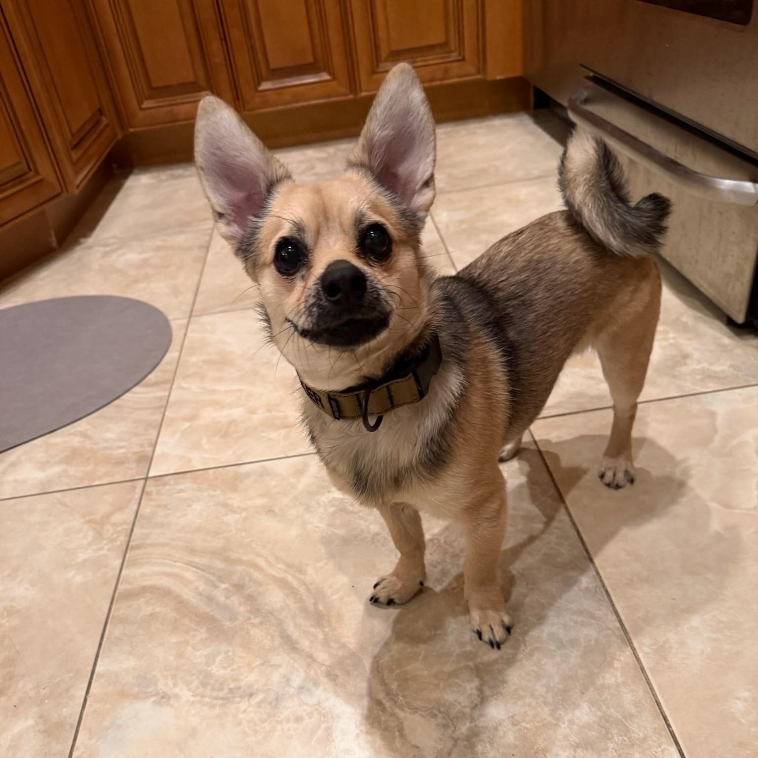 Enlarge LUCKY, an adopted mixed breed in Staten Island, NY image 3/4