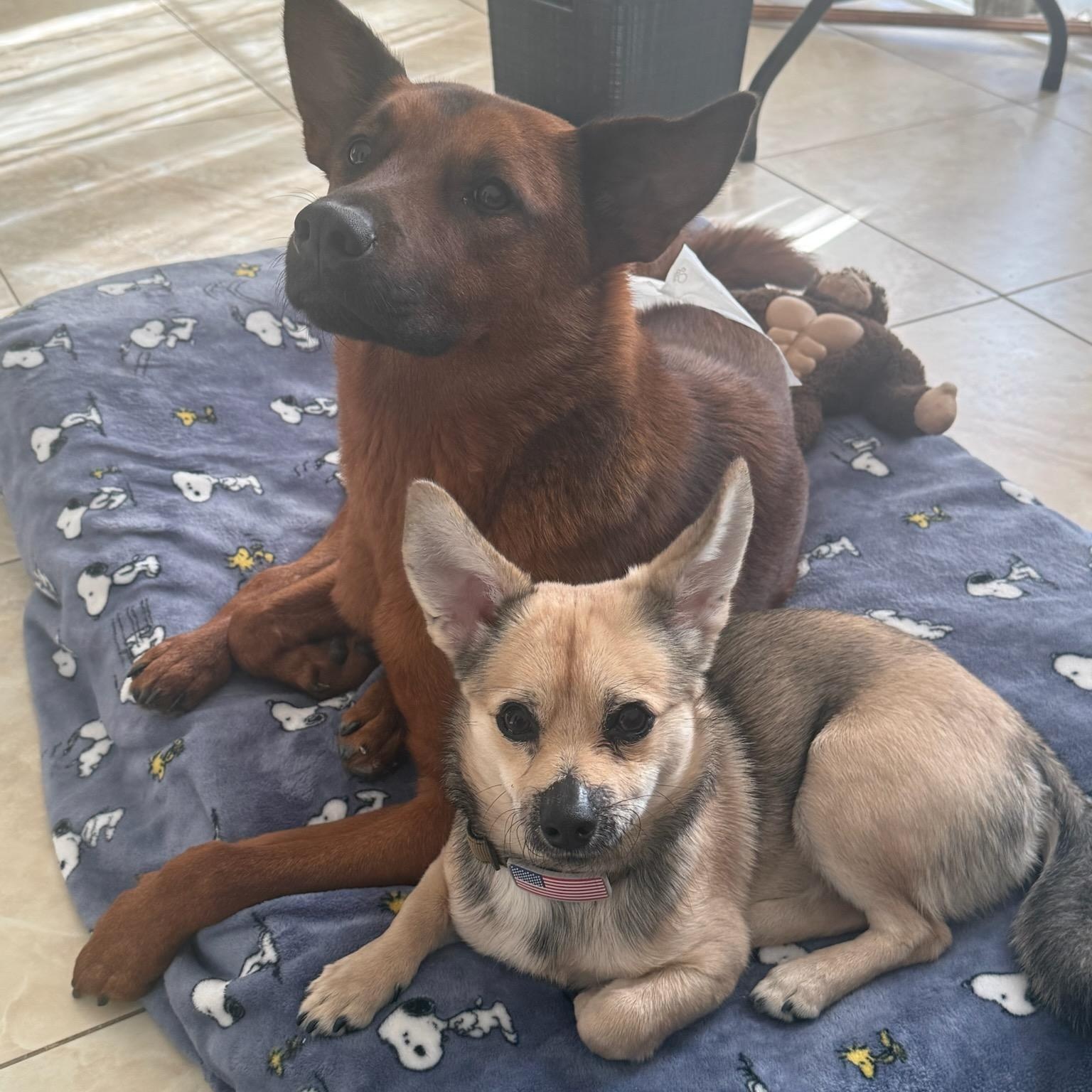 Enlarge LUCKY, an adopted mixed breed in Staten Island, NY image 2/4