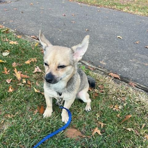 Enlarge LUCKY, an adopted mixed breed in Staten Island, NY image 4/4