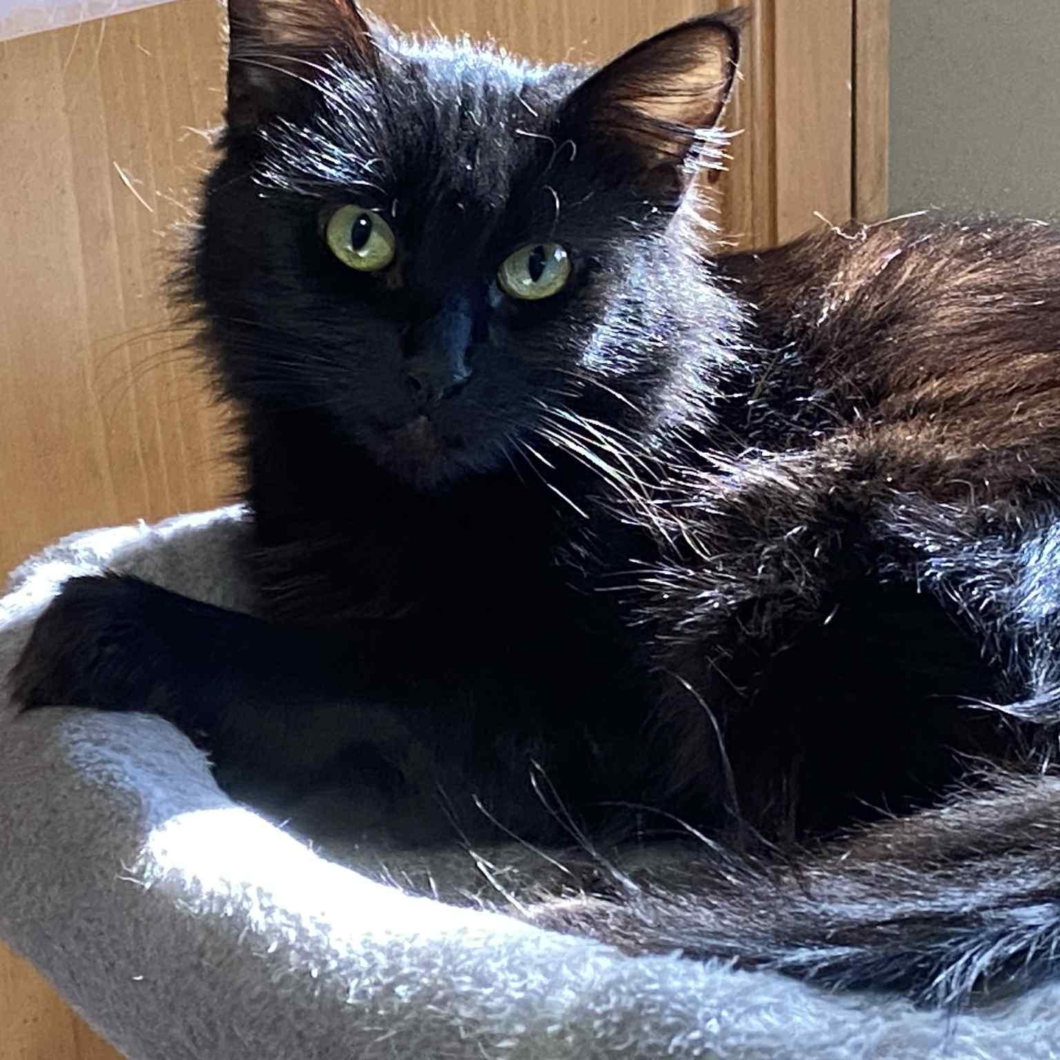 Enlarge Lupita the lovely, an adopted Domestic Medium Hair in Portland, OR image 1/5