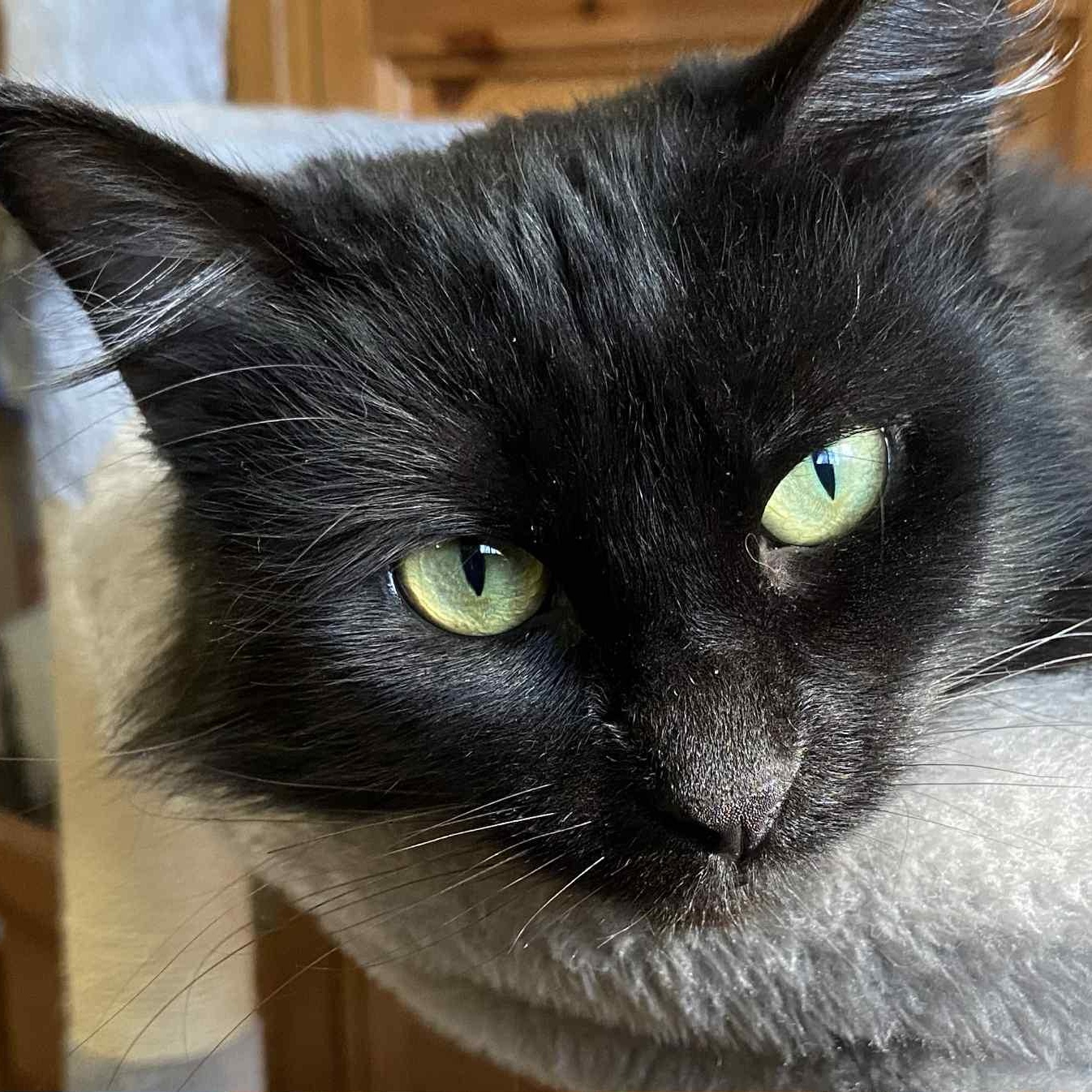 Enlarge Lupita the lovely, an adopted Domestic Medium Hair in Portland, OR image 4/5