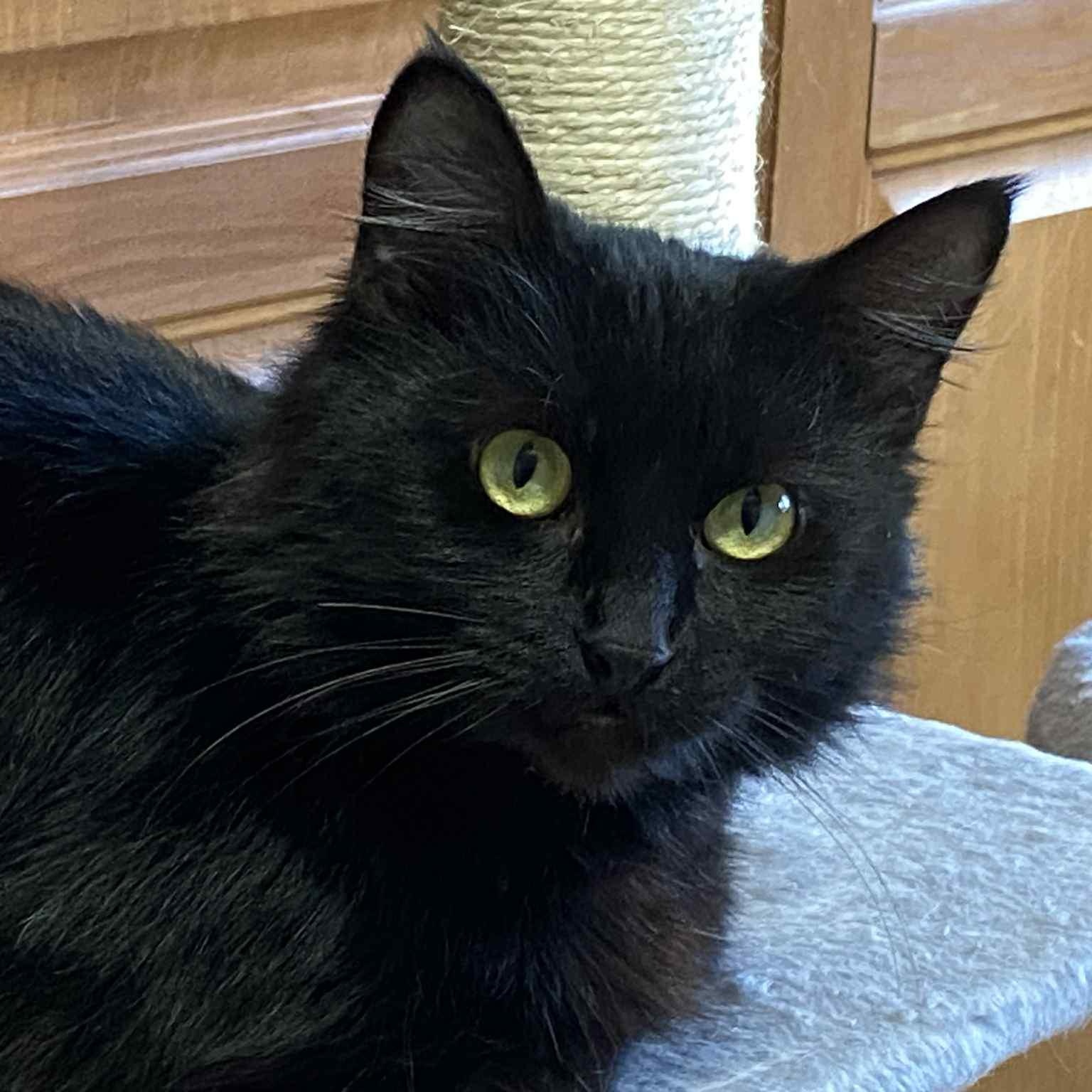 Enlarge Lupita the lovely, an adopted Domestic Medium Hair in Portland, OR image 2/5