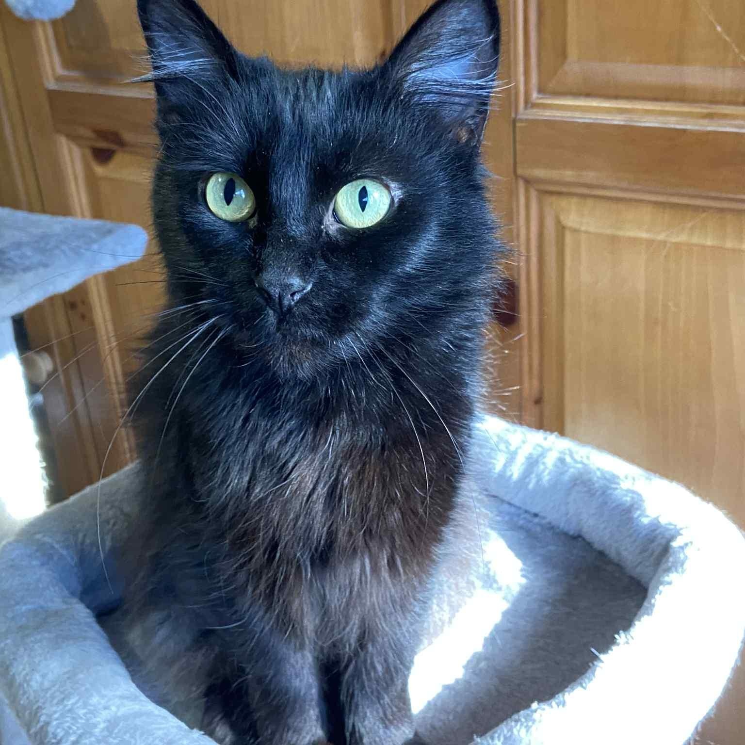 Enlarge Lupita the lovely, an adopted Domestic Medium Hair in Portland, OR image 3/5