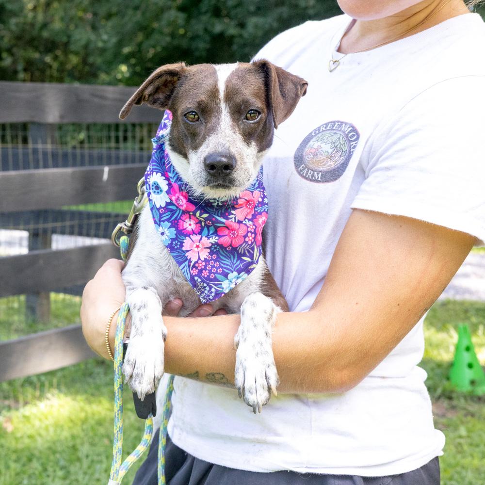 Enlarge Frisky (Female), a Adopted mixed breed in West Grove, PA image 2/6