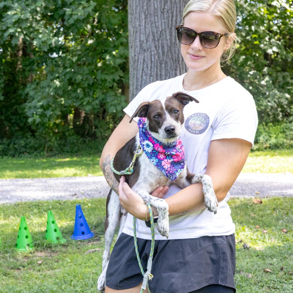 Enlarge Frisky (Female), a Adopted mixed breed in West Grove, PA image 4/6