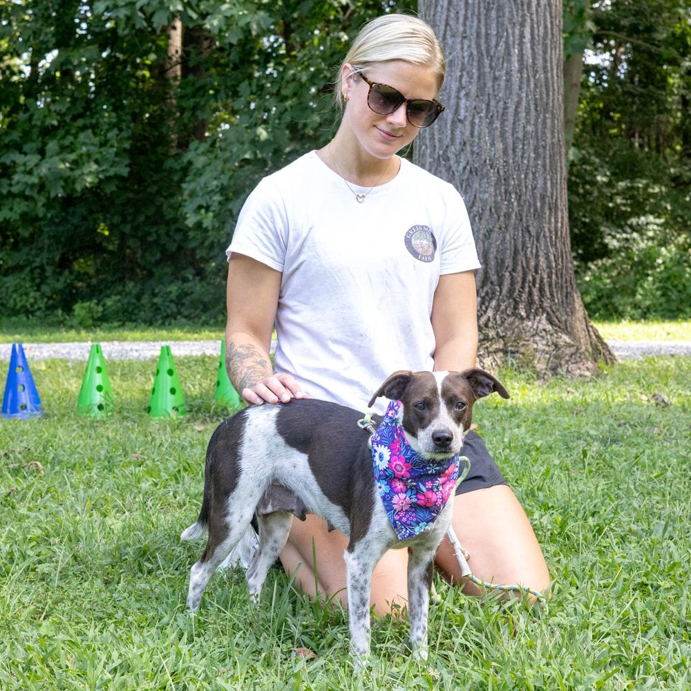 Enlarge Frisky (Female), a Adopted mixed breed in West Grove, PA image 3/6