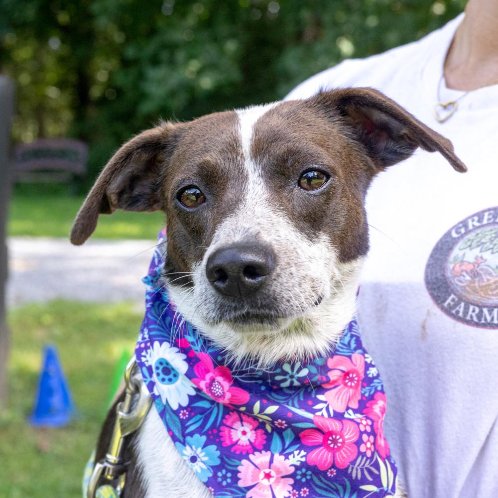 Frisky (Female), Adopted, Young Female Beagle & Spaniel.