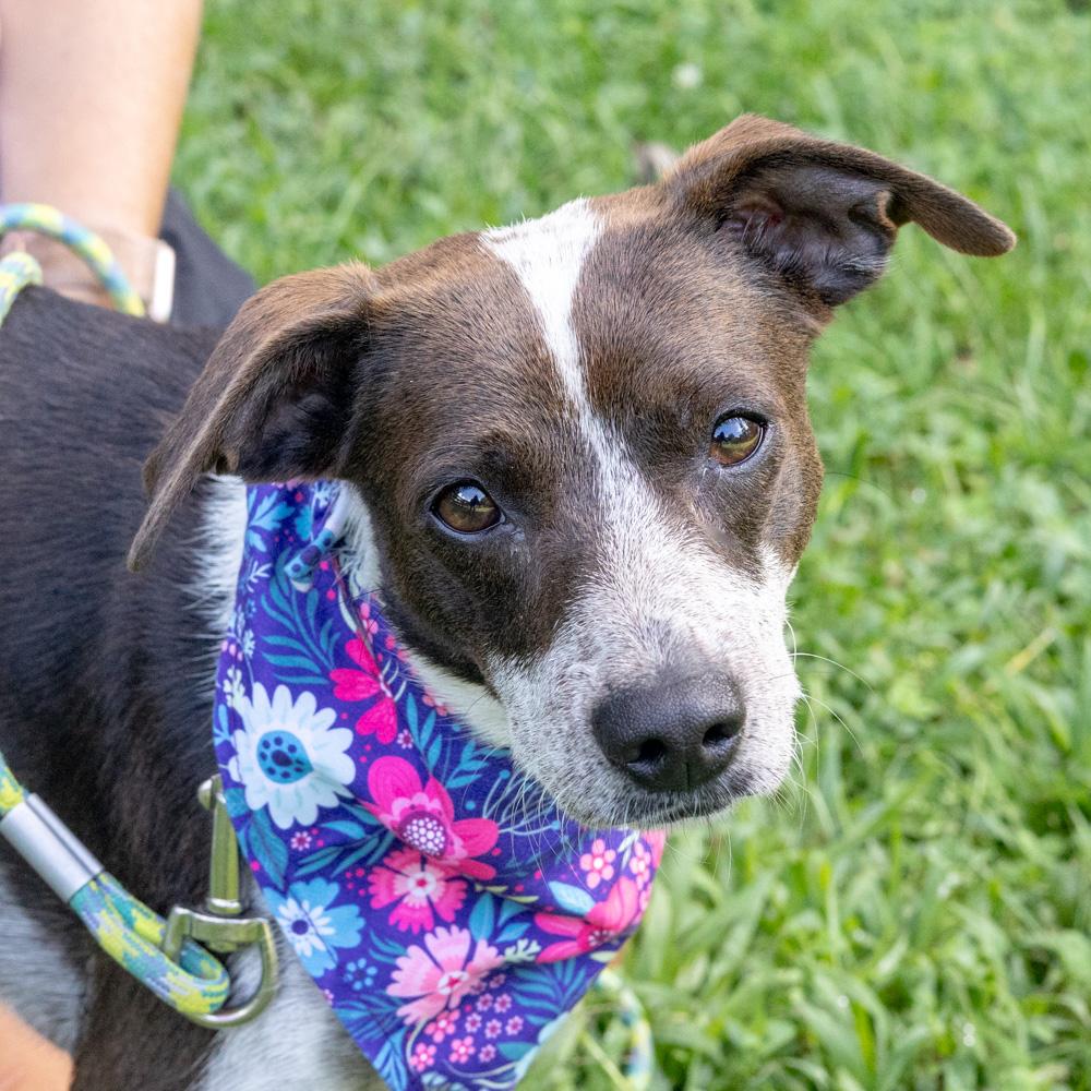 Enlarge Frisky (Female), a Adopted mixed breed in West Grove, PA image 5/6