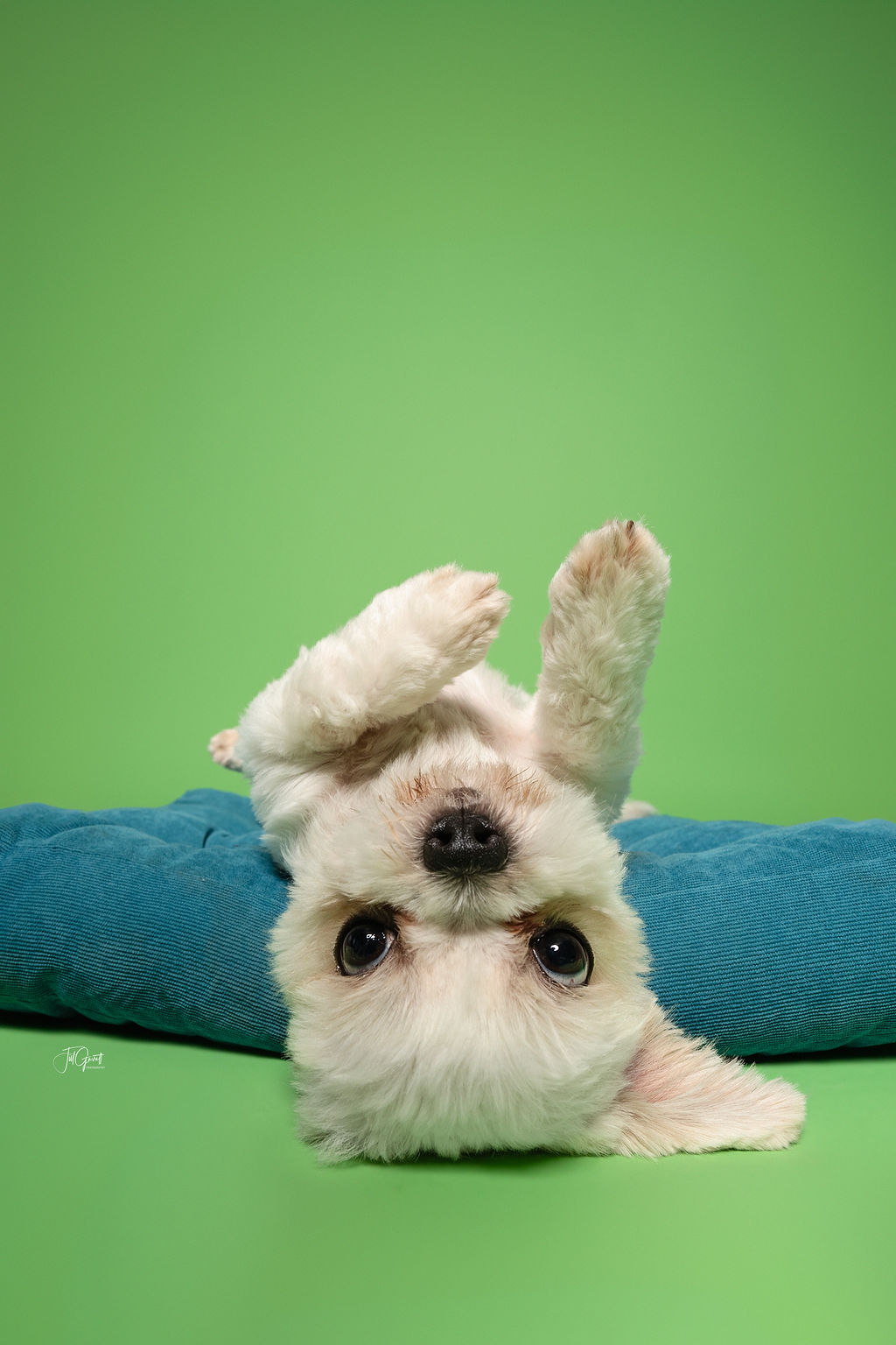 Enlarge Henry, a Adopted mixed breed in Hempstead, TX image 1/3