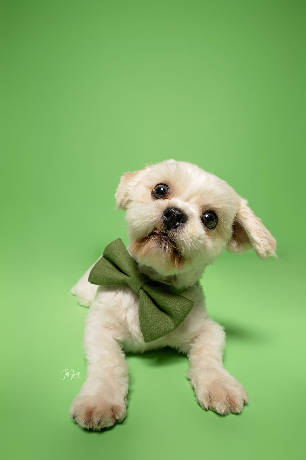 Enlarge Henry, a Adopted mixed breed in Hempstead, TX image 2/3