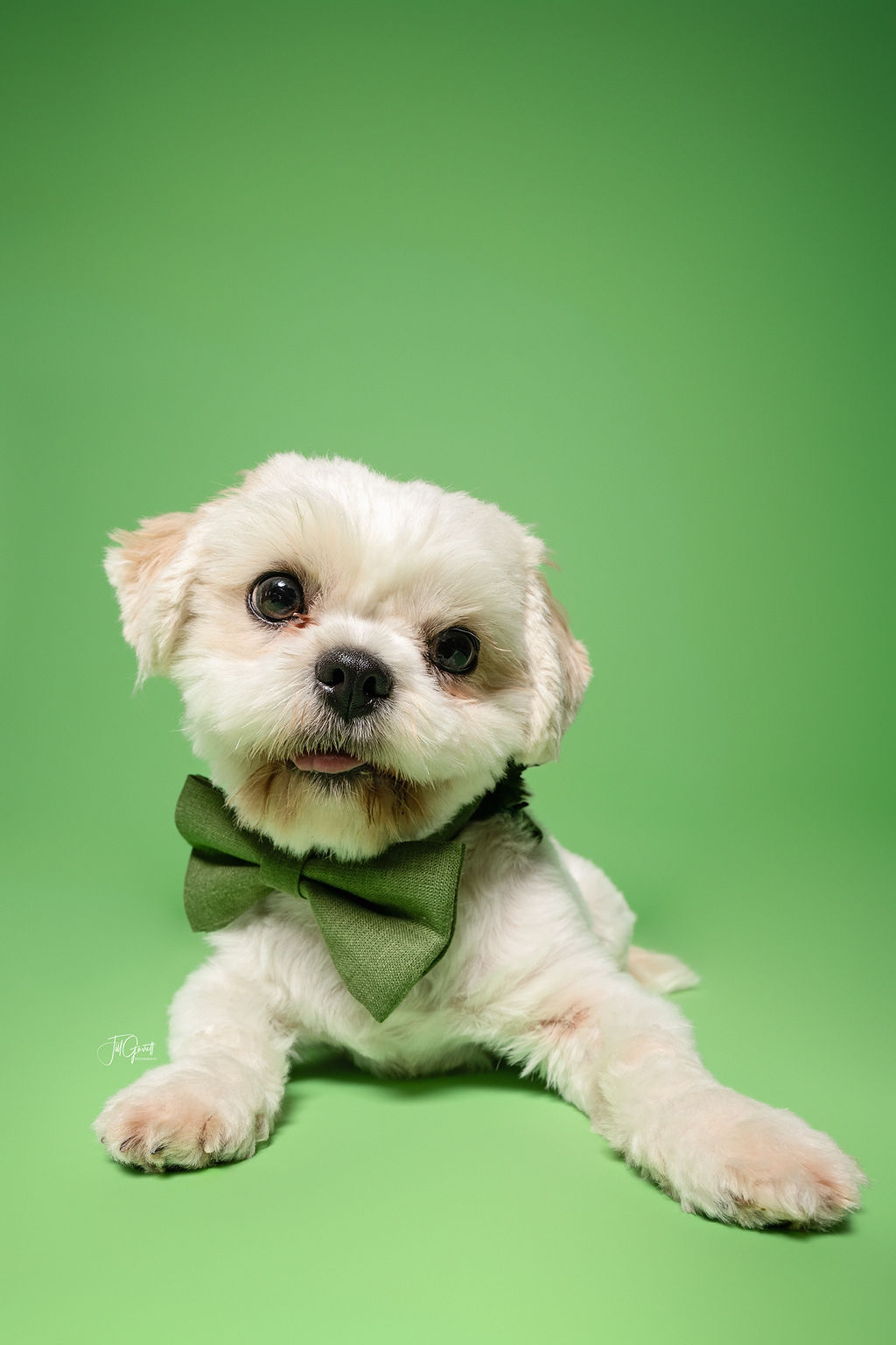 Enlarge Henry, a Adopted mixed breed in Hempstead, TX image 3/3